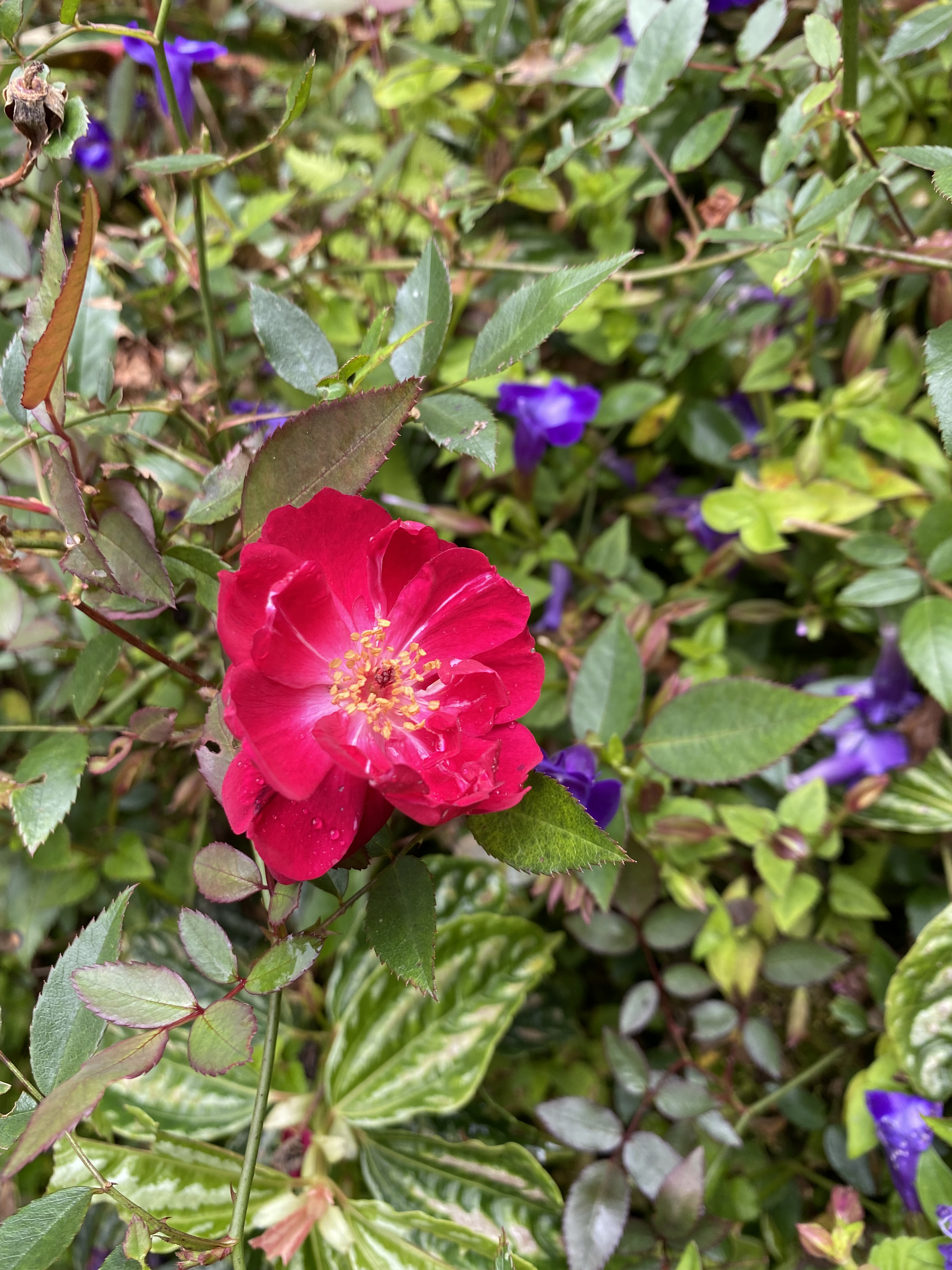 A deep pink rose in full bloom with visible yellow stamens, surrounded by rose leaves and small purple flowers.