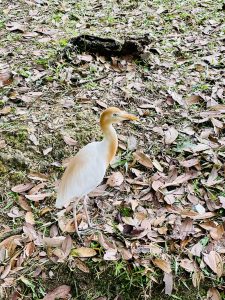 A cattle egret stands calmly among dry leaves, showing its creamy orange breeding plumage and bright yellow bill. The natural ground cover makes the bird stand out beautifully. Captured in Kuala Lumpur Bird Park, Malaysia.