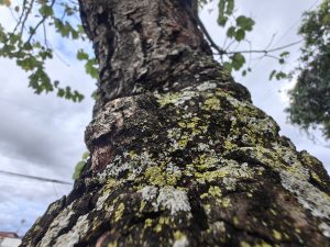 Close-up of a tree trunk with rough bark and patches of lichen.
