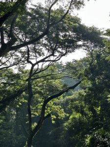 A dense canopy of lush green trees fills the image, with numerous branches intertwining against a brighter background that hints at sunlight filtering through. 