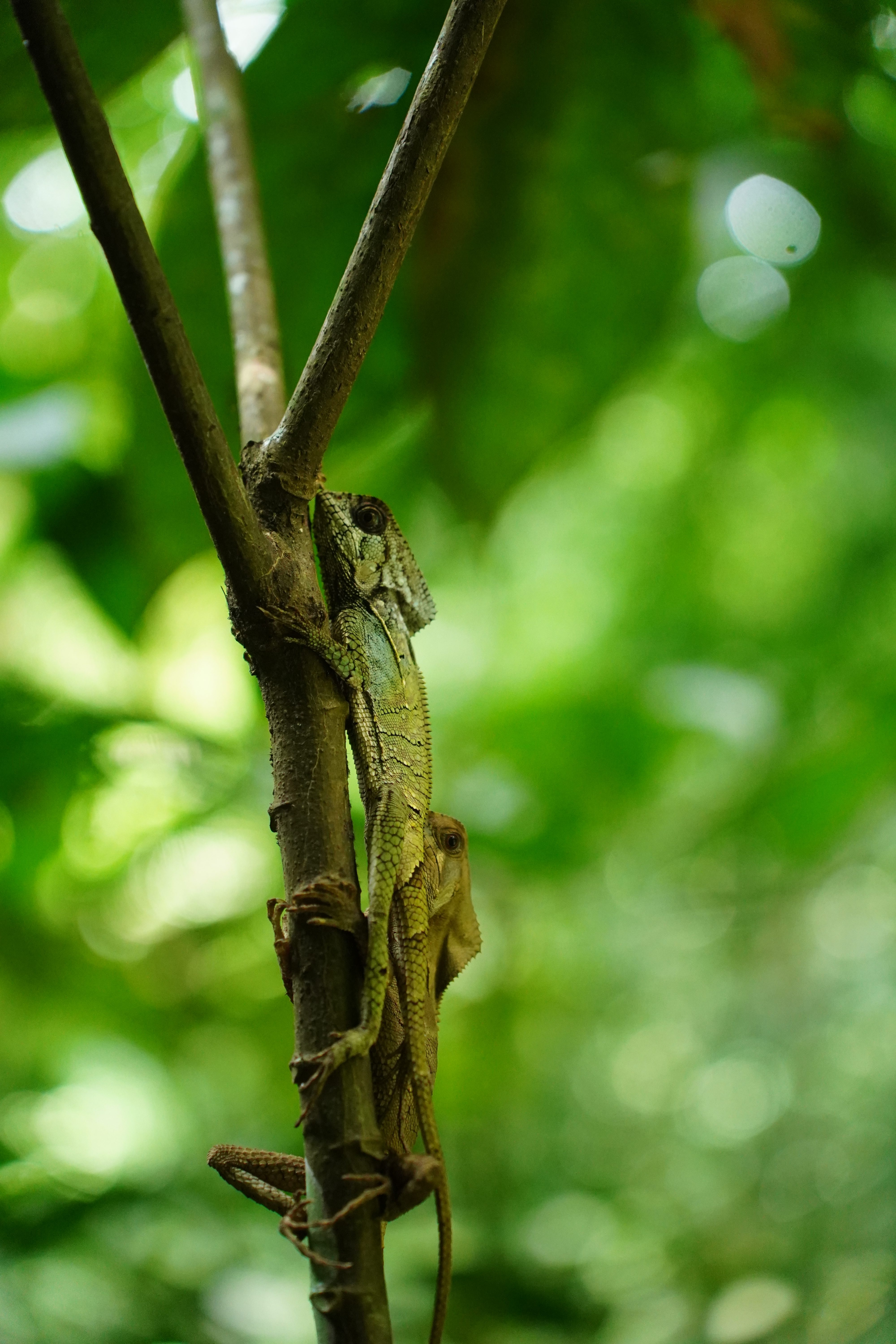 Two helmeted iguanas clinging to a thin vertical branch, one above the other, their scaled crests visible against a softly blurred green forest background.