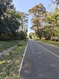 A peaceful, tree-lined road stretches into the distance, flanked by lush greenery on either side.
