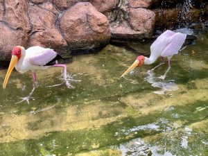 Two painted storks search for food in shallow water, using their long bills as they walk carefully across the pond. Their reflections and gentle ripples add life to the scene. Captured in Kuala Lumpur Bird Park, Malaysia.