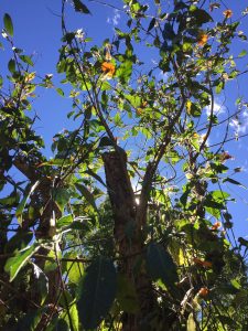 A tree canopy viewed from below, with bright green leaves, orange flowers, and sunlight against a clear blue sky.