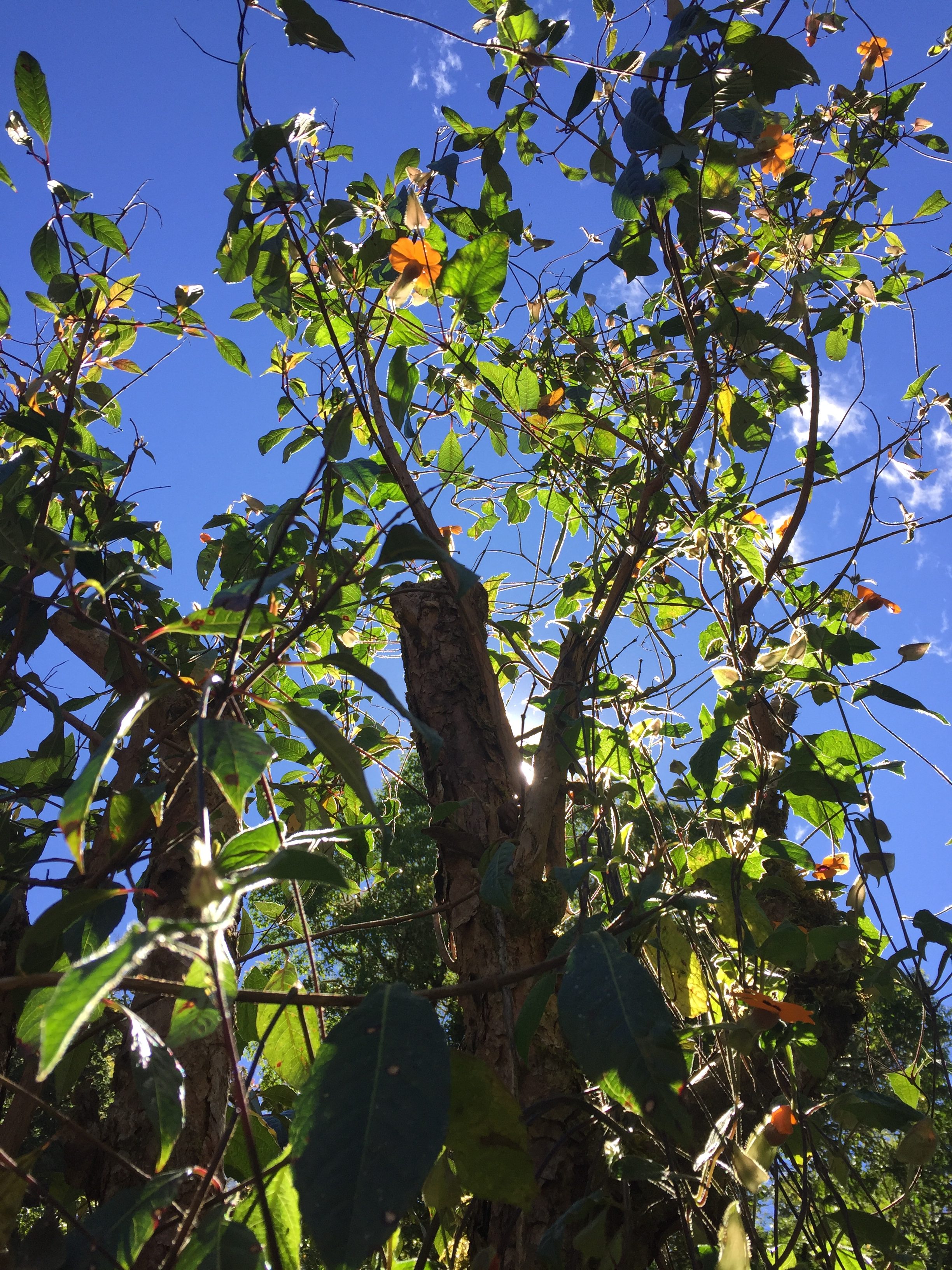 A tree canopy viewed from below, with bright green leaves, orange flowers, and sunlight against a clear blue sky.