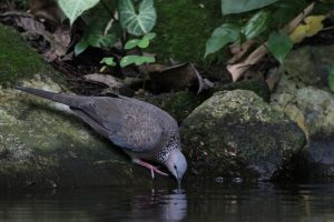 A grey dove is delicately drinking water from a small pool nestled amongst mossy rocks and lush greenery.
