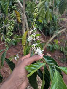 A hand is holding a branch of a coffee plant, showcasing its lush green leaves and delicate white flowers.

