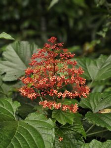 A bright red cluster of Clerodendrum paniculatum, commonly known as the pagoda flower or Krishnakireedam, stands out among large green leaves in a lush garden. Its many small flowers and buds form an attractive natural pattern against the soft background. Captured in Koolimadu, Kozhikode, Kerala.