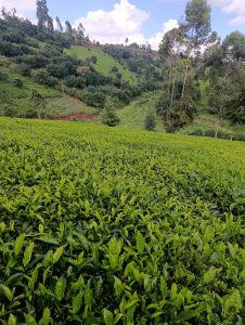 Tea plantation facing the river valley 
