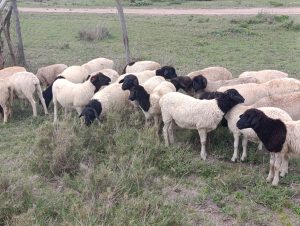 
A sheep stands outdoors in the morning, ready for a day of grazing.