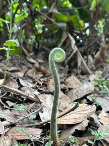 
Young fern frond unfurling on the forest floor in Costa Rica.