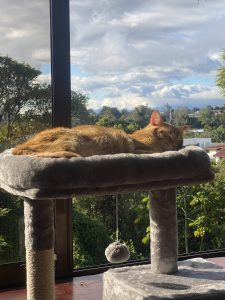 An orange tabby cat sleeping curled up on a gray cat tree platform beside a large window overlooking a cloudy sky and green treetops with distant rooftops.
