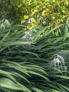 
A lush green scene filled with long, slender leaves, creating a dense and textured background. 