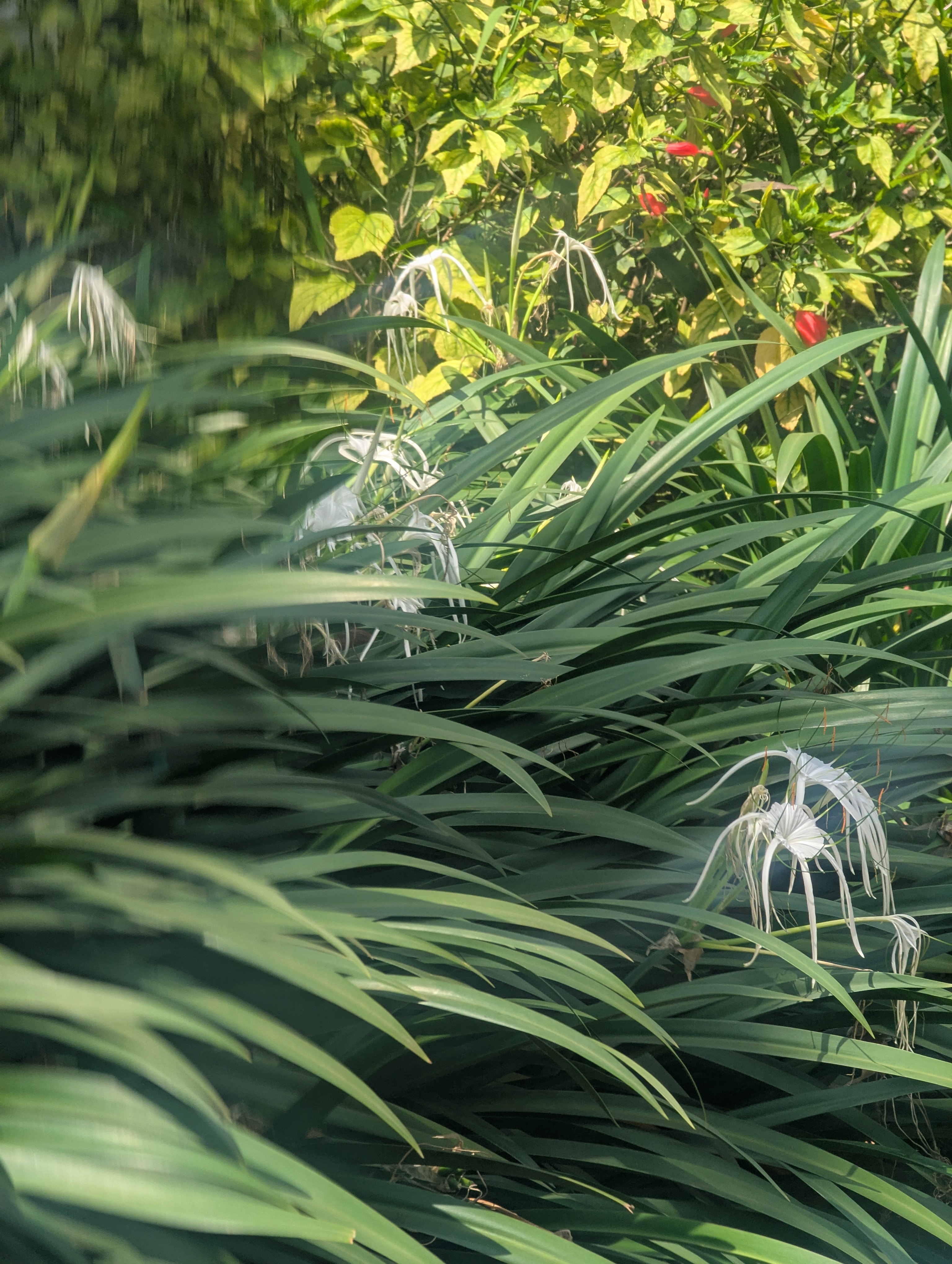 A lush green scene filled with long, slender leaves, creating a dense and textured background.