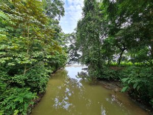 A quiet tropical creek winds through dense rainforest before meeting the coast, reflecting the surrounding trees in its calm waters