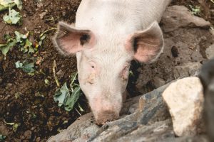 Pinkish-white pig with large ears in an outdoor enclosure.