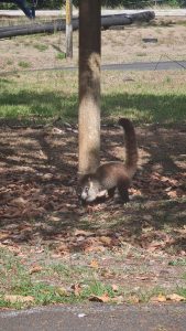 A white-nosed coati searches through the dry leaves beneath the shade of a tree, showcasing a quiet moment of wildlife in its natural habitat.
