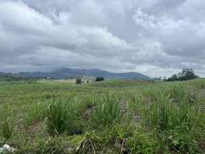 
A wide landscape featuring lush green fields of tall grass, with some areas of cleared land showing soil. 