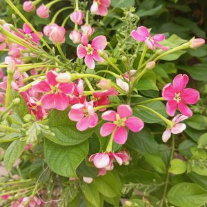Cluster of pink flowers with green leaves and flower buds.