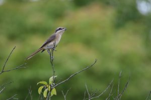 A Brown Shrike perched on the edge of a thin branch against a soft blurred background.
