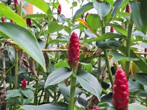 Close-up of bright red cone ginger flower buds surrounded by lush green tropical leaves and stems in a garden.