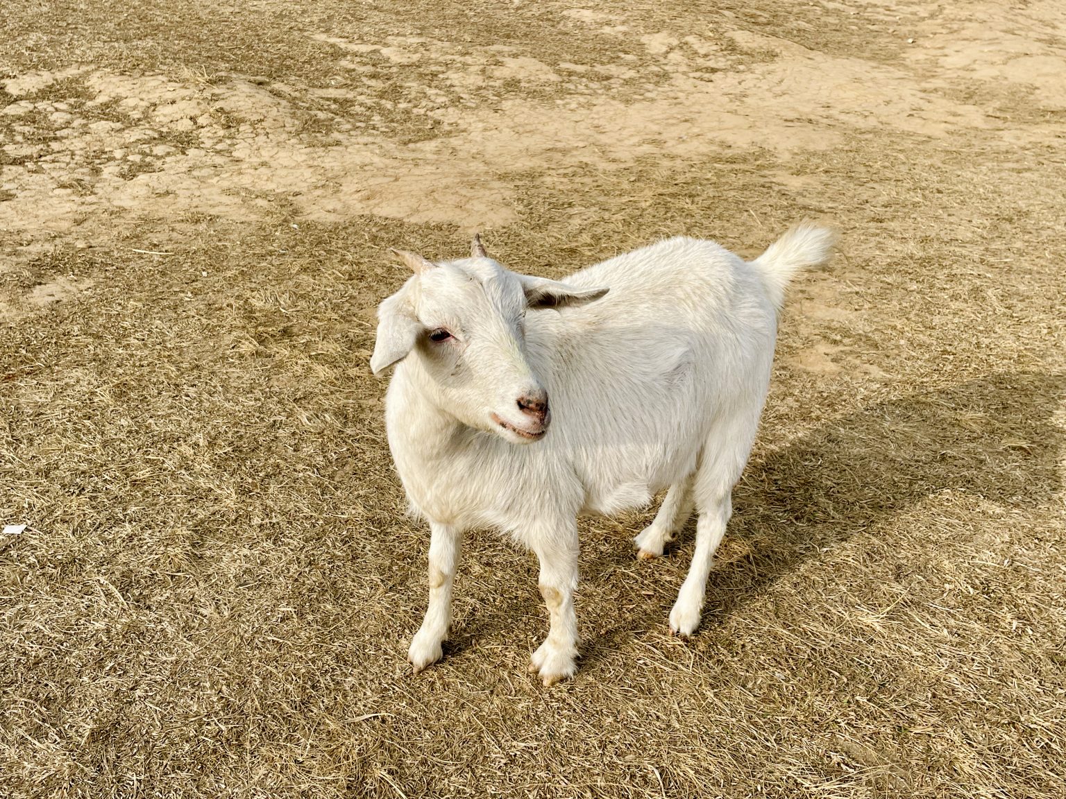 A white goat stands calmly on dry grass, looking toward the camera. Its bright coat contrasts nicely with the earthy ground, creating a simple and natural rural scene. The photograph clearly captures the animal’s shape, texture, and gentle expression. Captured in Mawslang, Meghalaya.