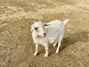 A white goat stands calmly on dry grass, looking toward the camera. Its bright coat contrasts nicely with the earthy ground, creating a simple and natural rural scene. The photograph clearly captures the animal’s shape, texture, and gentle expression. Captured in Mawslang, Meghalaya.