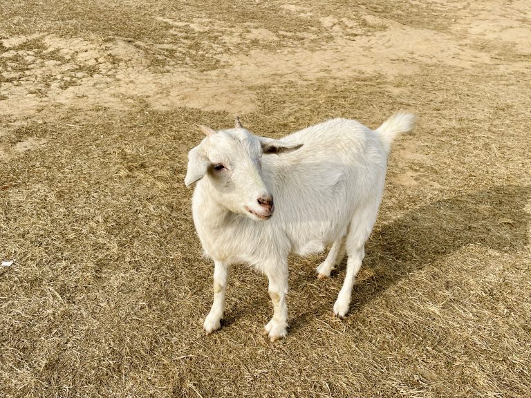 A white goat stands calmly on dry grass, looking toward the camera. Its bright coat contrasts nicely with the earthy ground, creating a simple and natural rural scene. The photograph clearly captures the animal’s shape, texture, and gentle expression. Captured in Mawslang, Meghalaya.
