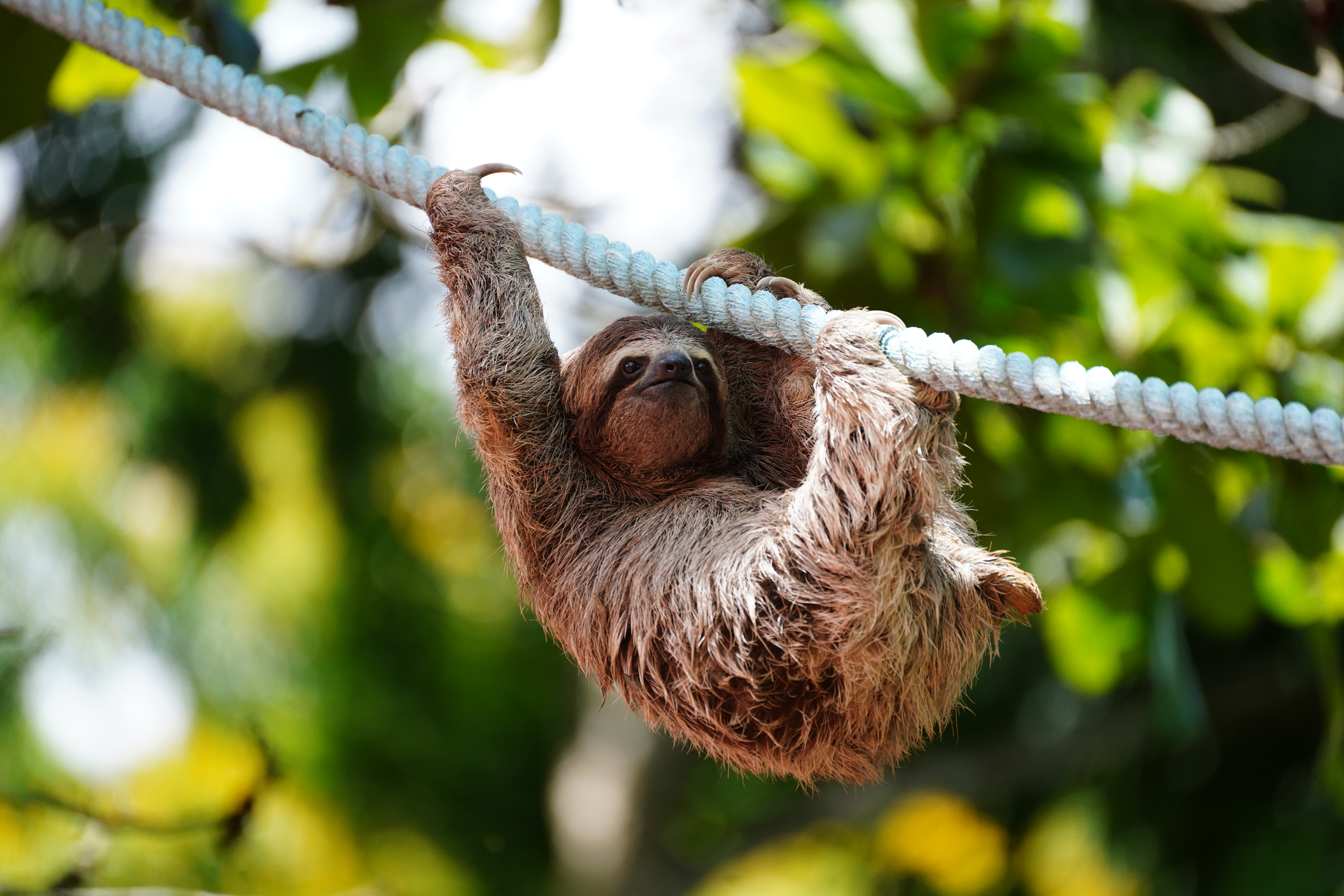 A three-toed sloth hanging from a thick pale rope with one arm raised, looking toward the camera, against blurred sunlit green foliage.