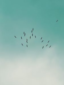 A silhouette flock of birds soaring across a clear turquoise sky.
