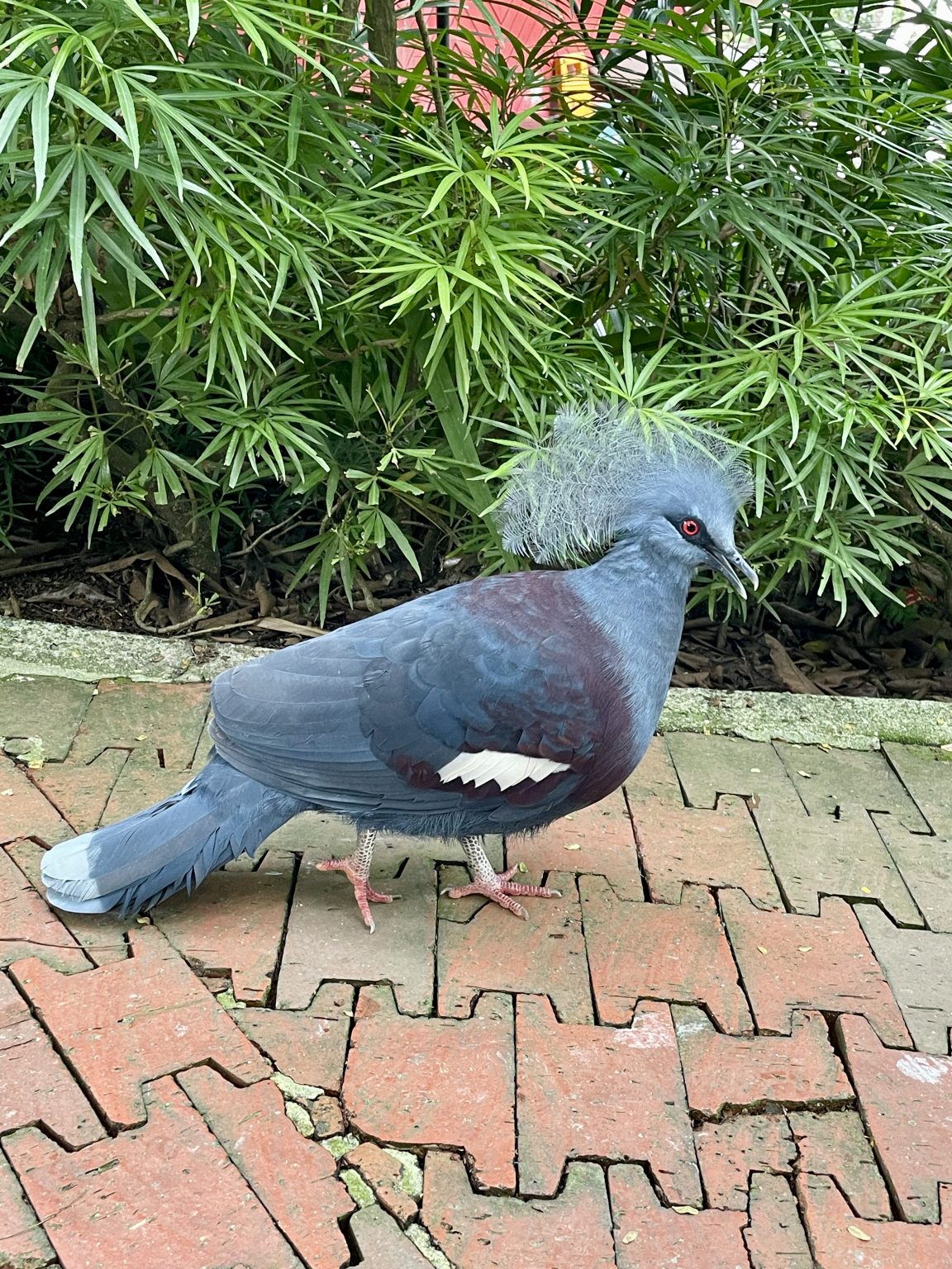 A Victoria crowned pigeon walks gracefully along a garden path, showing its elegant blue-grey feathers, delicate lacy crest, and striking red eye. Captured in Kuala Lumpur Bird Park, Malaysia.