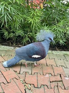 A Victoria crowned pigeon walks gracefully along a garden path, showing its elegant blue-grey feathers, delicate lacy crest, and striking red eye. Captured in Kuala Lumpur Bird Park, Malaysia.

