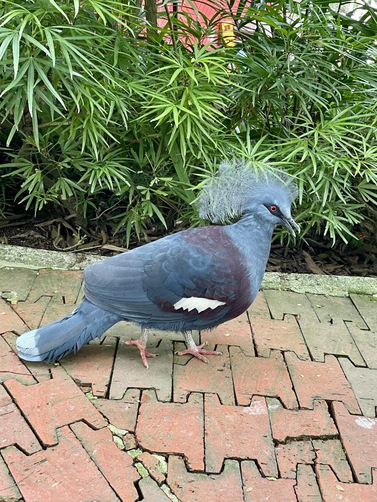 A Victoria crowned pigeon walks gracefully along a garden path, showing its elegant blue-grey feathers, delicate lacy crest, and striking red eye. Captured in Kuala Lumpur Bird Park, Malaysia.