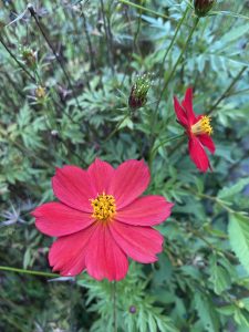 A vivid red cosmos flower with a yellow center in sharp focus, with a second bloom and feathery foliage behind it.