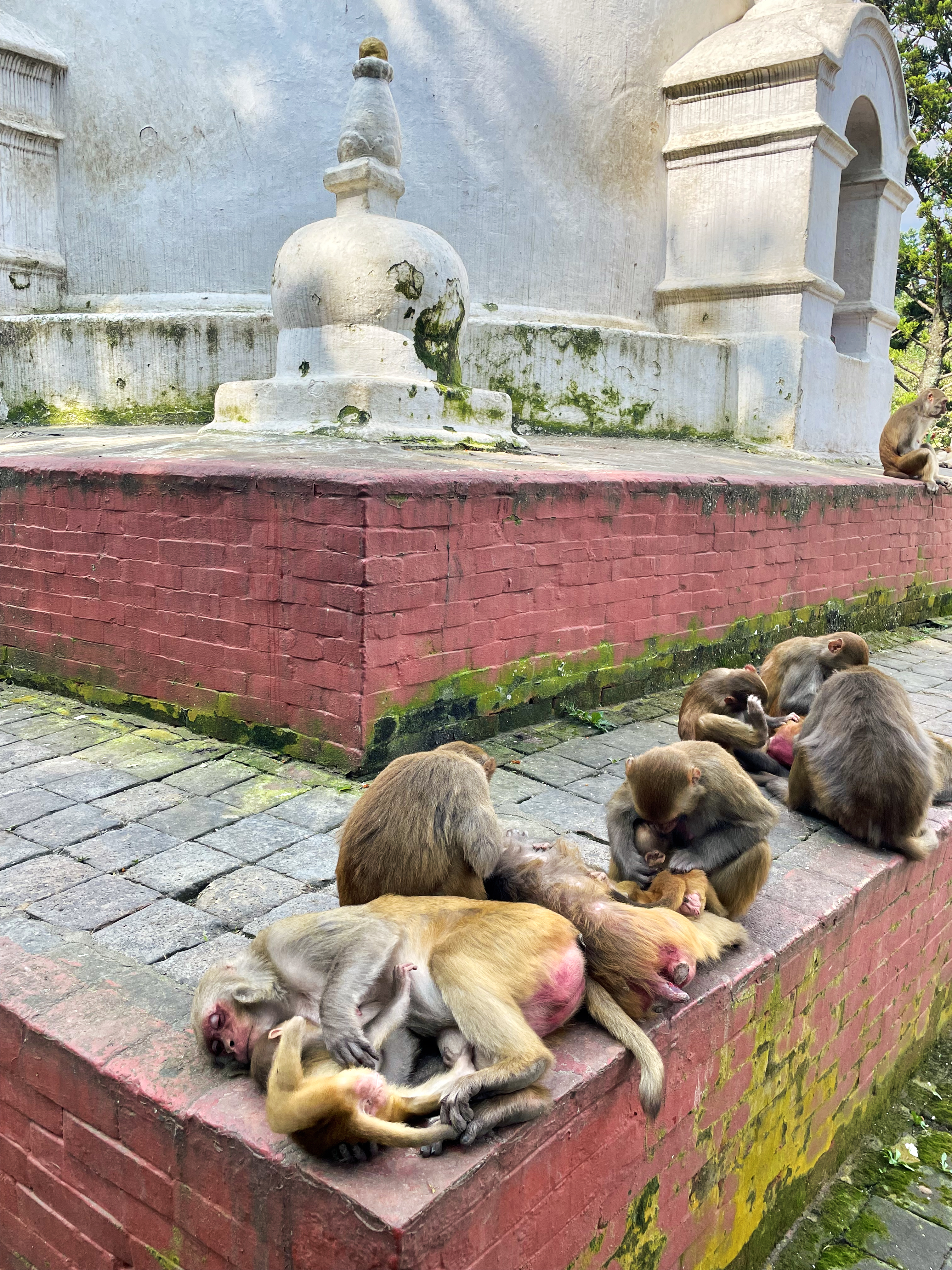 A group of monkeys rests and interacts on the brick platform of a historic temple, surrounded by moss-covered stone paving and traditional architecture. The scene captures everyday wildlife in Kathmandu, Nepal's cultural setting. #wcktm2026