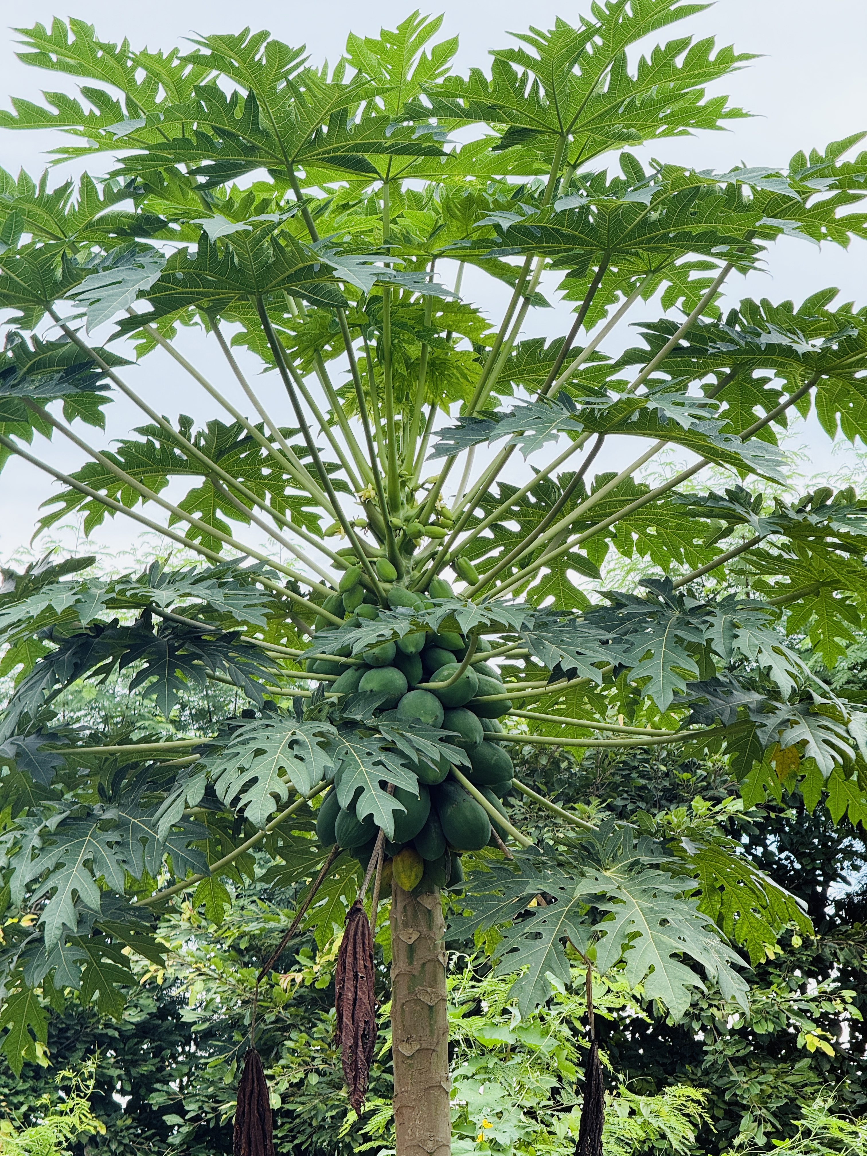 A tall papaya tree stands prominently, featuring a straight, slender trunk that supports a wide crown of large, green leaves.