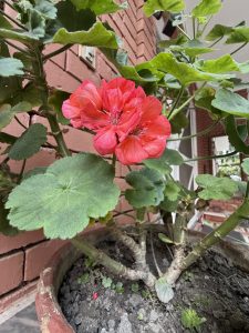 A vibrant cluster of bright pink flowers with layered petals is prominently featured, surrounded by rich green, slightly rounded leaves