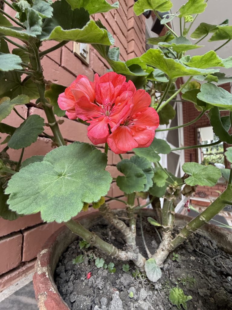 A vibrant cluster of bright pink flowers with layered petals is prominently featured, surrounded by rich green, slightly rounded leaves