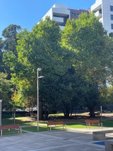 Wooden benches in a sunny urban park with green trees, a streetlight, and a modern building in the background.