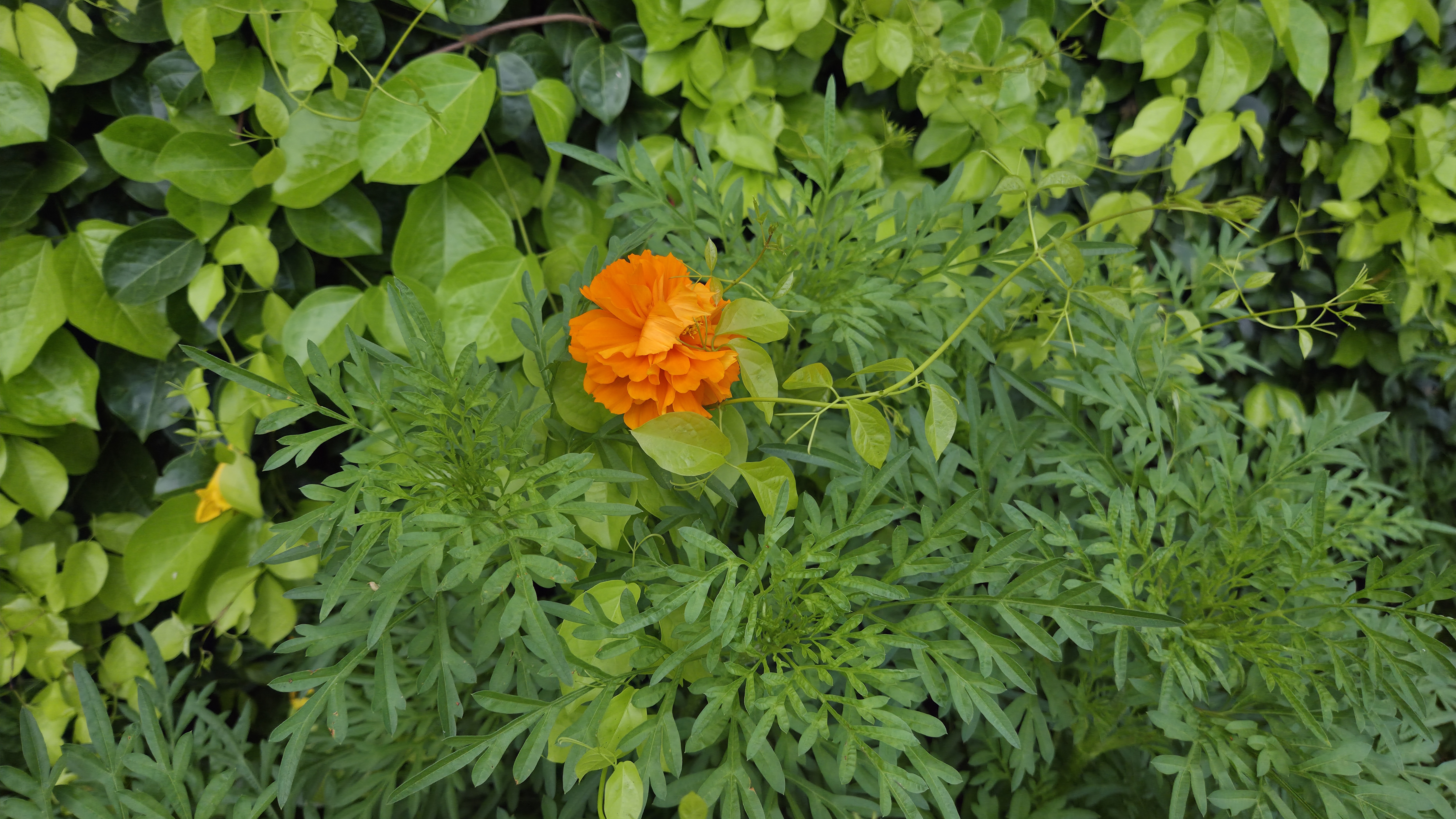 A vibrant orange multi-petaled flower centered among diverse green foliage, including broad and finely dissected leaves.