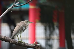 A striking photograph captures a Chinese Pond Heron perched on a weathered branch against a blurred background of red traditional Chinese architecture. The bird, with its grey plumage, yellow beak, and vibrant green eyes, is sharply focused, emphasizing its stillness. The branch itself appears aged and textured.
