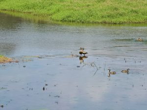 A peaceful wetland scene with several whistling ducks (Dendrocygna javanica) swimming and standing in shallow water. Green vegetation surrounds the water, while the reflections and open space create a calm, natural atmosphere. Location: Sanketham Viewpoint, Kozhikode, Kerala.