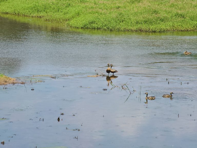 A peaceful wetland scene with several whistling ducks (Dendrocygna javanica) swimming and standing in shallow water. Green vegetation surrounds the water, while the reflections and open space create a calm, natural atmosphere. Location: Sanketham Viewpoint, Kozhikode, Kerala.