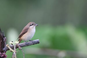 A small brown shrike perched on a weathered wooden branch against a soft, blurred green background.
