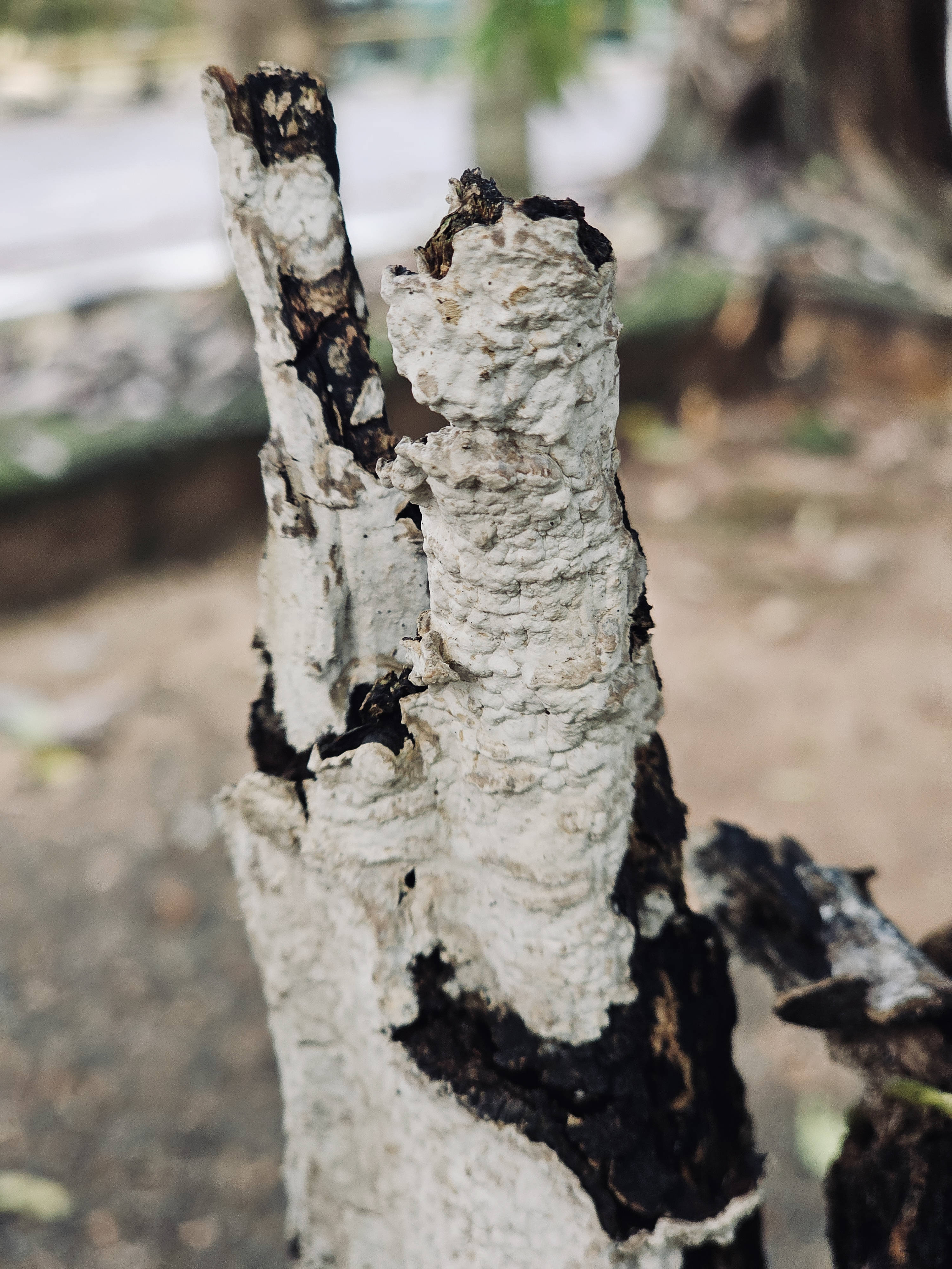 A close-up view of pale bracket fungi growing on a weathered tree branch, with a softly blurred natural background. The contrasting textures and earthy tones highlight the details of fungal growth. Location: Ayamkudy, Kottayam, Kerala.