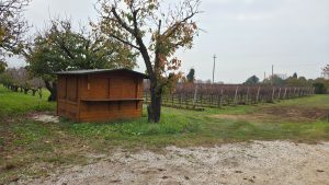 A small wooden shed or wine stand surrounded by a vineyard and a bare tree under an overcast sky.