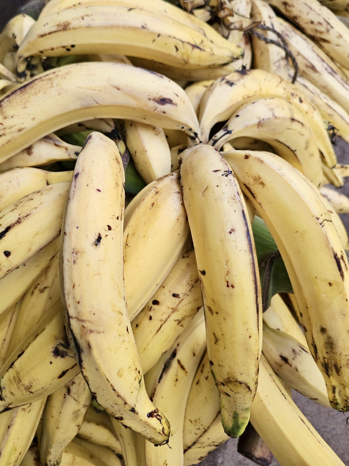 A pile of ripe yellow bananas, showing their natural shapes, textures, and brown markings. Location: Vallichira, Kottayam, Kerala.
