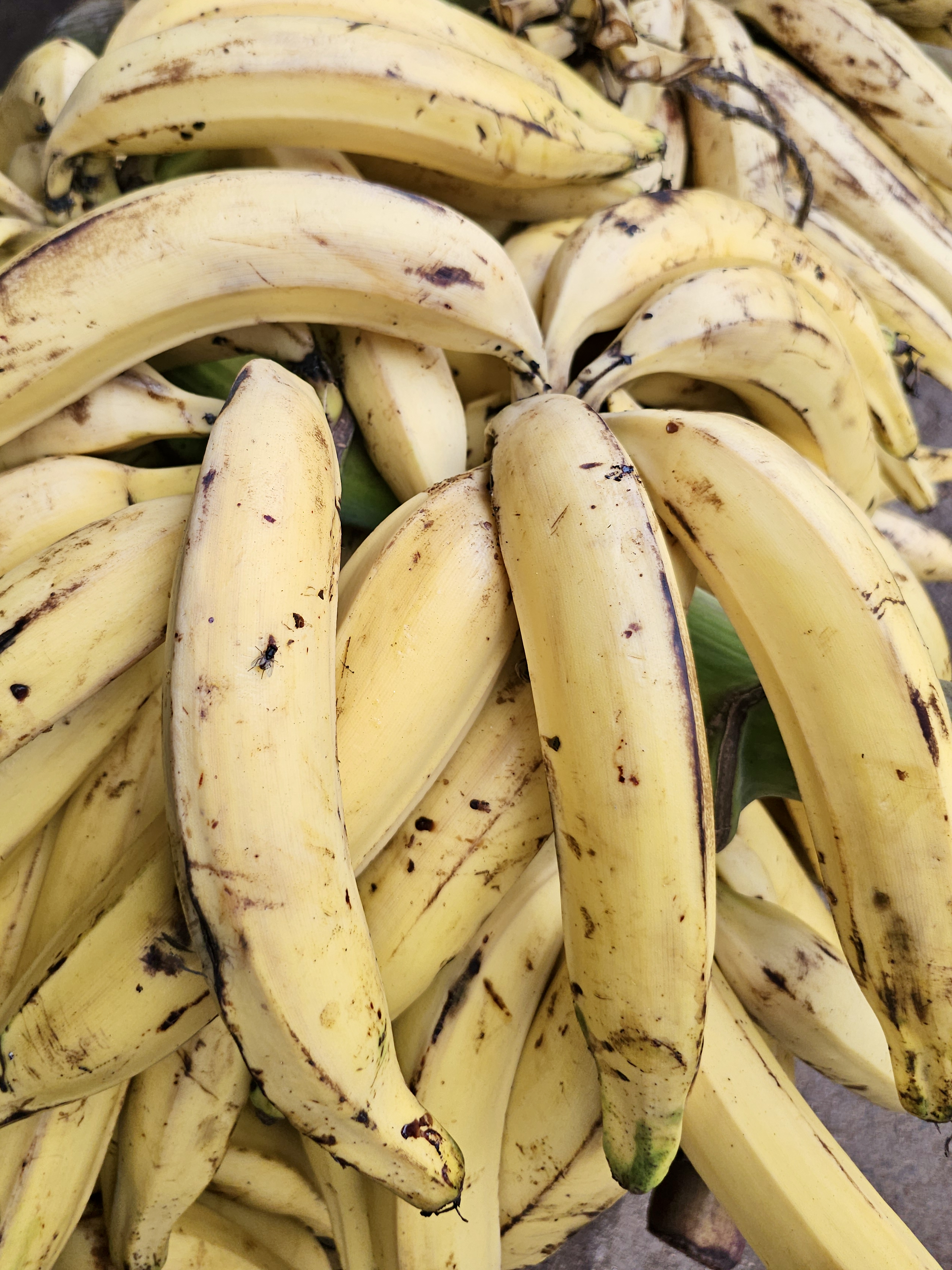 A pile of ripe yellow bananas, showing their natural shapes, textures, and brown markings. Location: Vallichira, Kottayam, Kerala.
