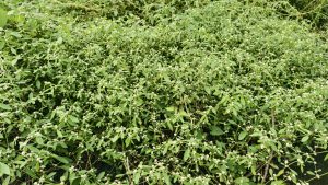 A dense ground cover of green wild herbs and tiny white flowers spreading across an open field in natural daylight.