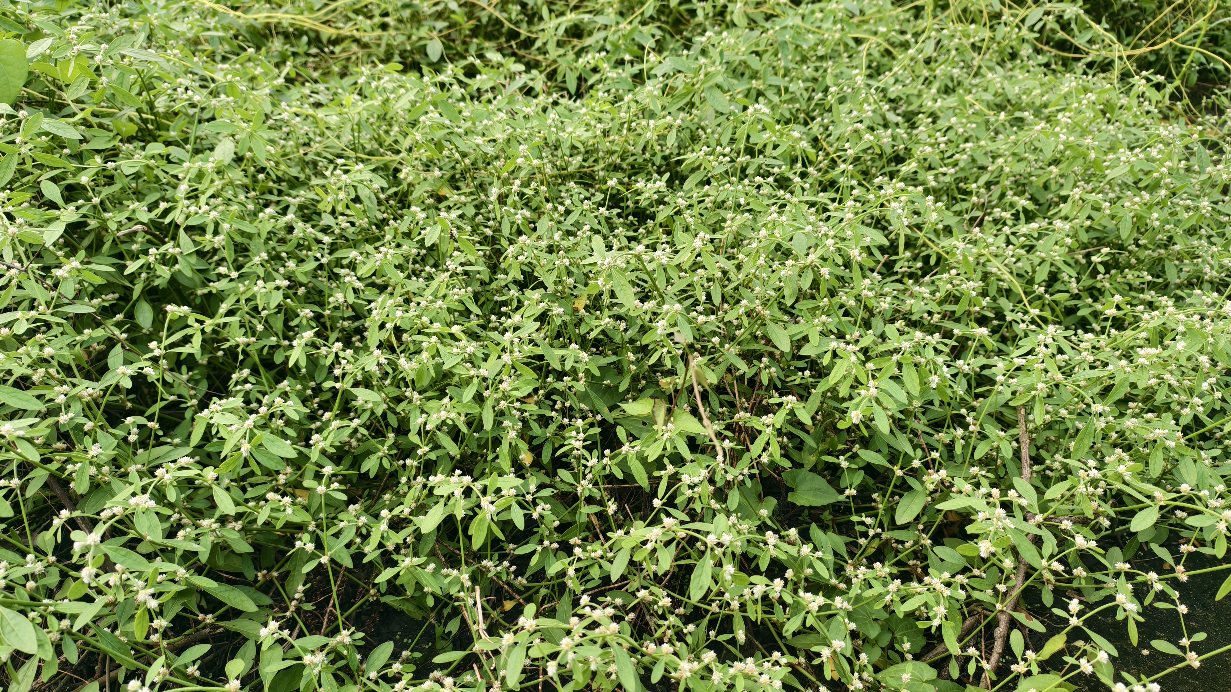A dense ground cover of green wild herbs and tiny white flowers spreading across an open field in natural daylight.